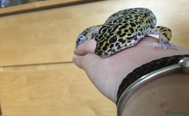 Leopard Gecko reptiles - Advert 3