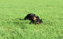 Miniature Dachshund dogs for sale: Mini smooth dachshund one boy available  in Newton Abbot - Image 23