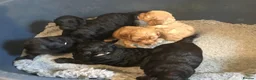 Cockapoo dogs for sale: Outstanding F1 Cockapoos in Wetherby - Advert 9