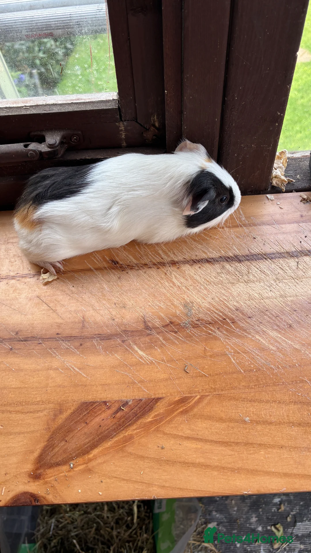Guinea Pig rodents for sale: Male and Female Guinea pigs   For Sale - Advert 2