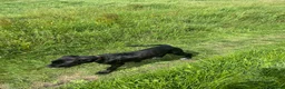 Cane Corso dogs for sale: Lovely cane corso female  - Advert 4