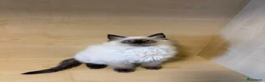Ragdoll Kitten 3