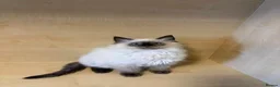 Ragdoll cats for sale: There are also 3male 1 famale - Advert 7