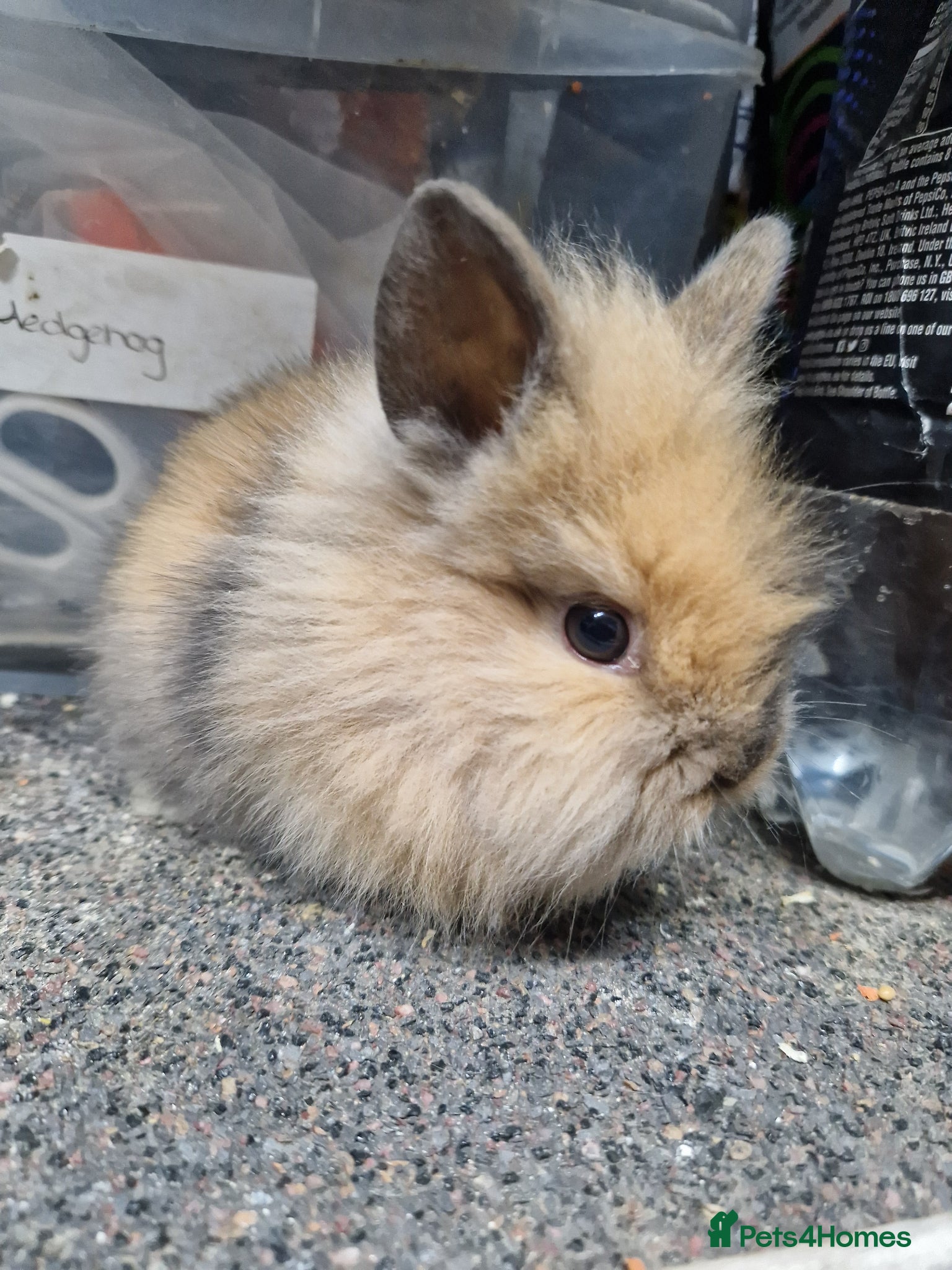 Lionhead rabbits Baby lionheads for sale - Advert 7