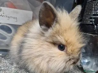 Lionhead rabbits Baby lionheads for sale - Advert 7