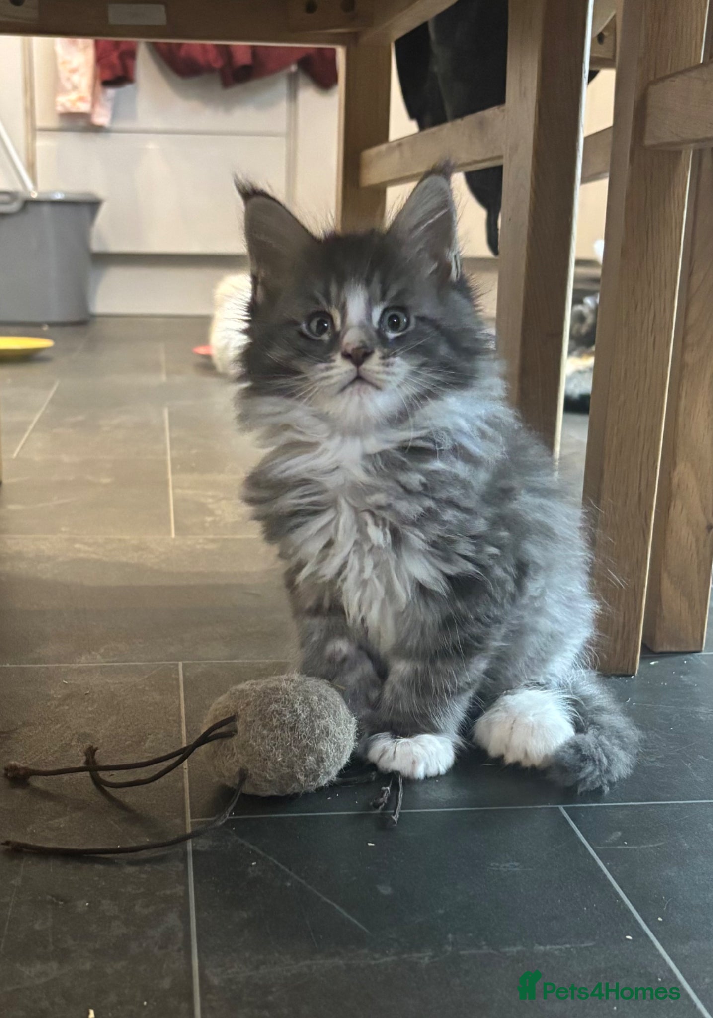 Maine Coon Kitten 2