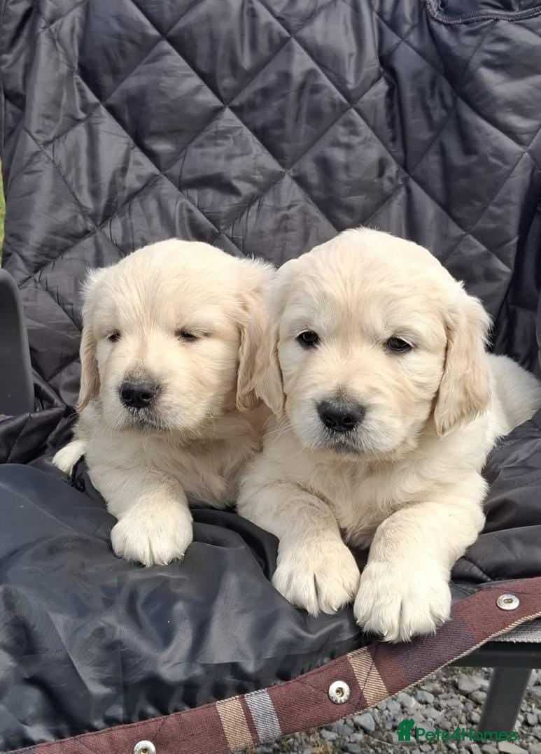 Golden Retriever dogs Top quality golden Retriever puppies - Advert 3
