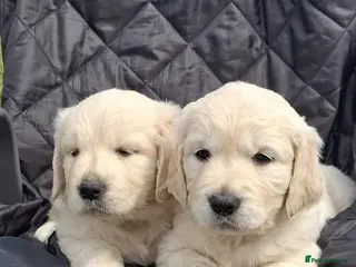 Golden Retriever dogs Top quality golden Retriever puppies - Advert 3