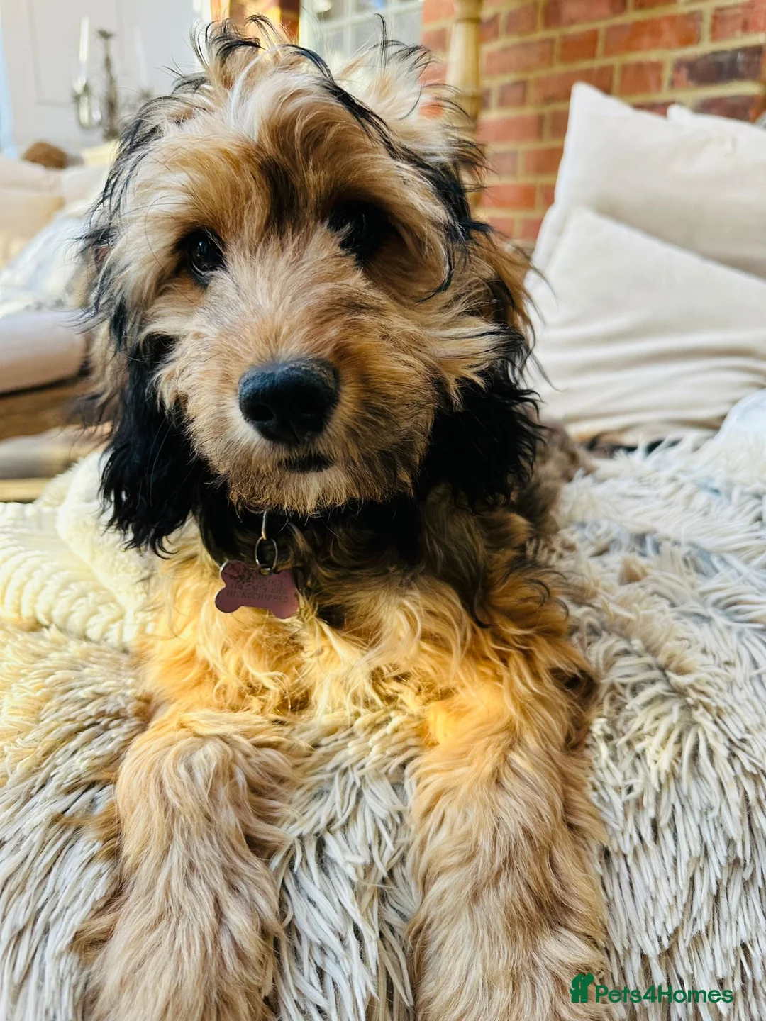 Miniature Poodle dogs for stud: Silver blue merle miniature poodle  in Canterbury - Advert 8