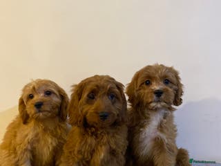 Cavapoo dogs Beautiful Cavapoo Puppies Available - Advert 2