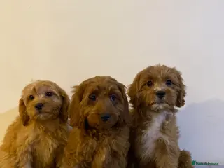 Cavapoo dogs Beautiful Cavapoo Puppies Available - Advert 15