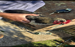 Chickens poultry for sale: 7 Chickens and young chickens for sale  - Image 2