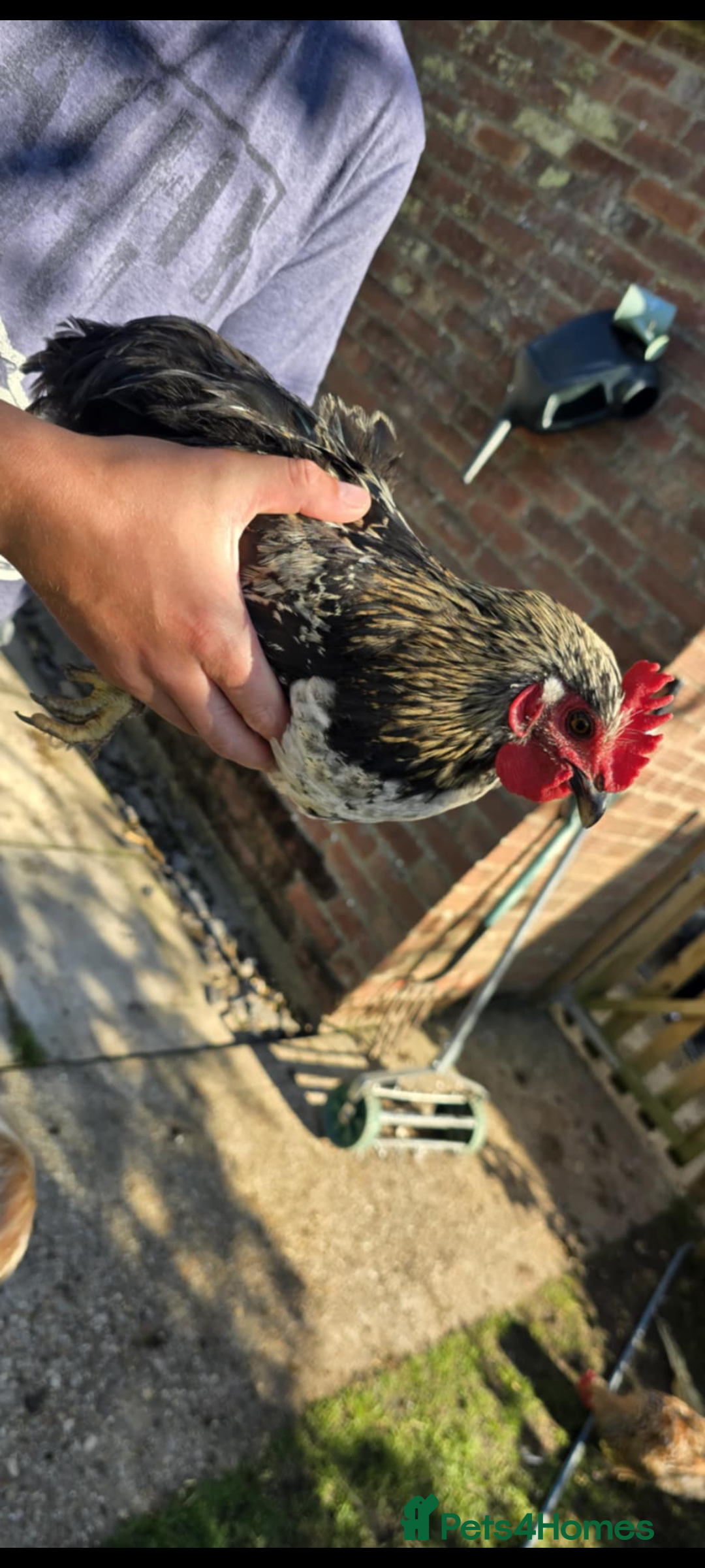 Chickens poultry for sale: 7 Chickens and young chickens for sale  - Image 2