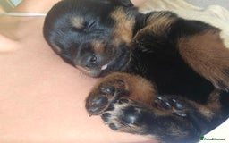 Rottweiler dogs for sale: 12 beautiful puppies  - Image 2