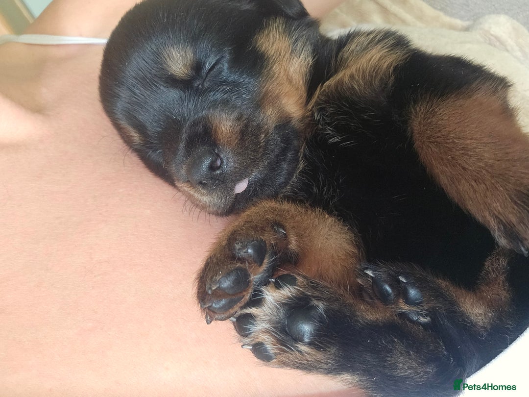 Rottweiler dogs for sale: 12 beautiful puppies  - Image 2