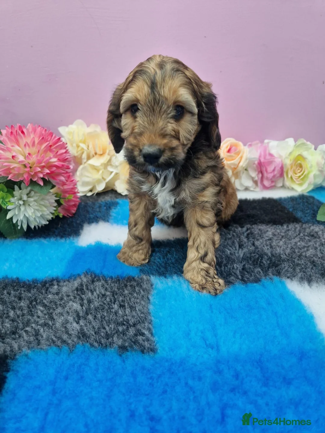Cockapoo dogs for sale: Cockapoo puppys in Chatteris - Advert 2