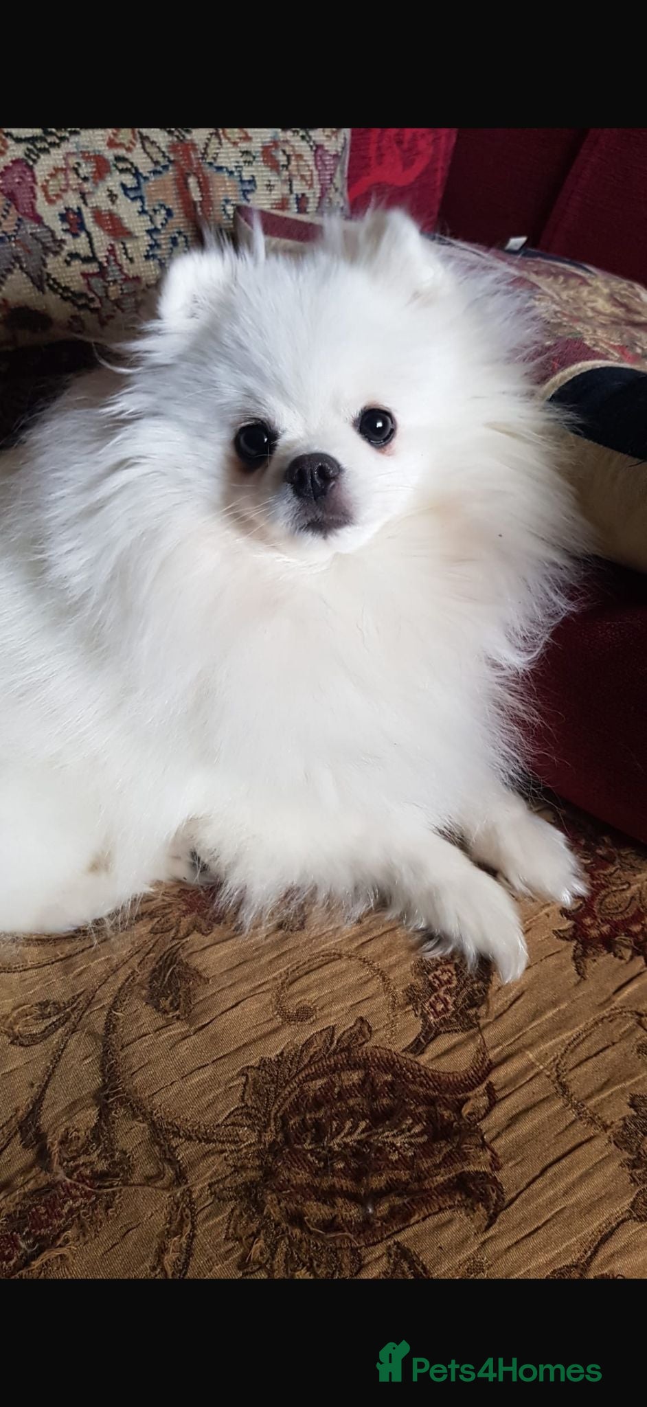 Pomeranian dogs Bambi wanted - Advert 1