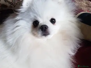 Pomeranian dogs Bambi wanted - Advert 1