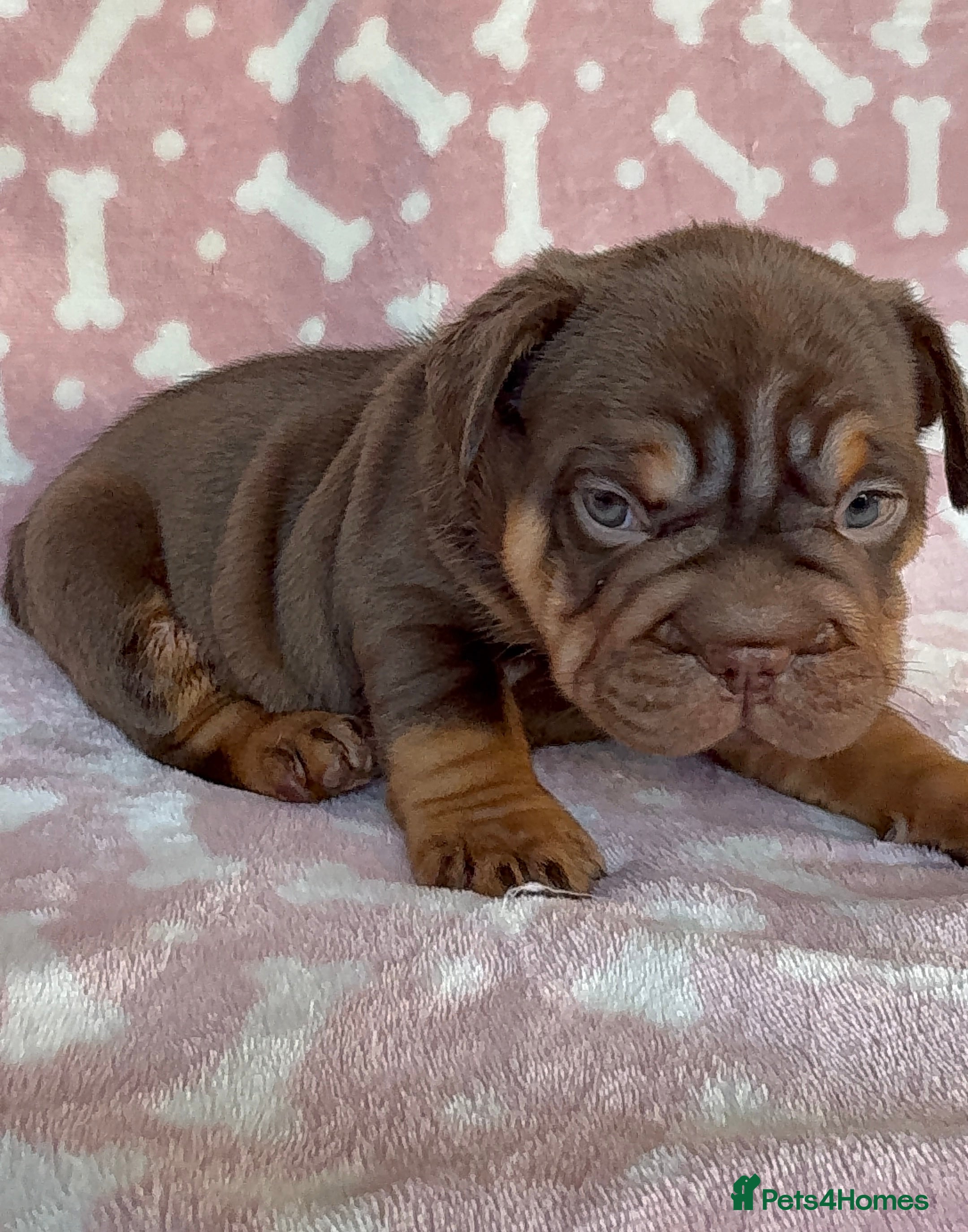 French Bulldog dogs Luxury French Bulldogs - Advert 2