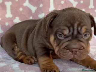 French Bulldog dogs Luxury French Bulldogs - Advert 1