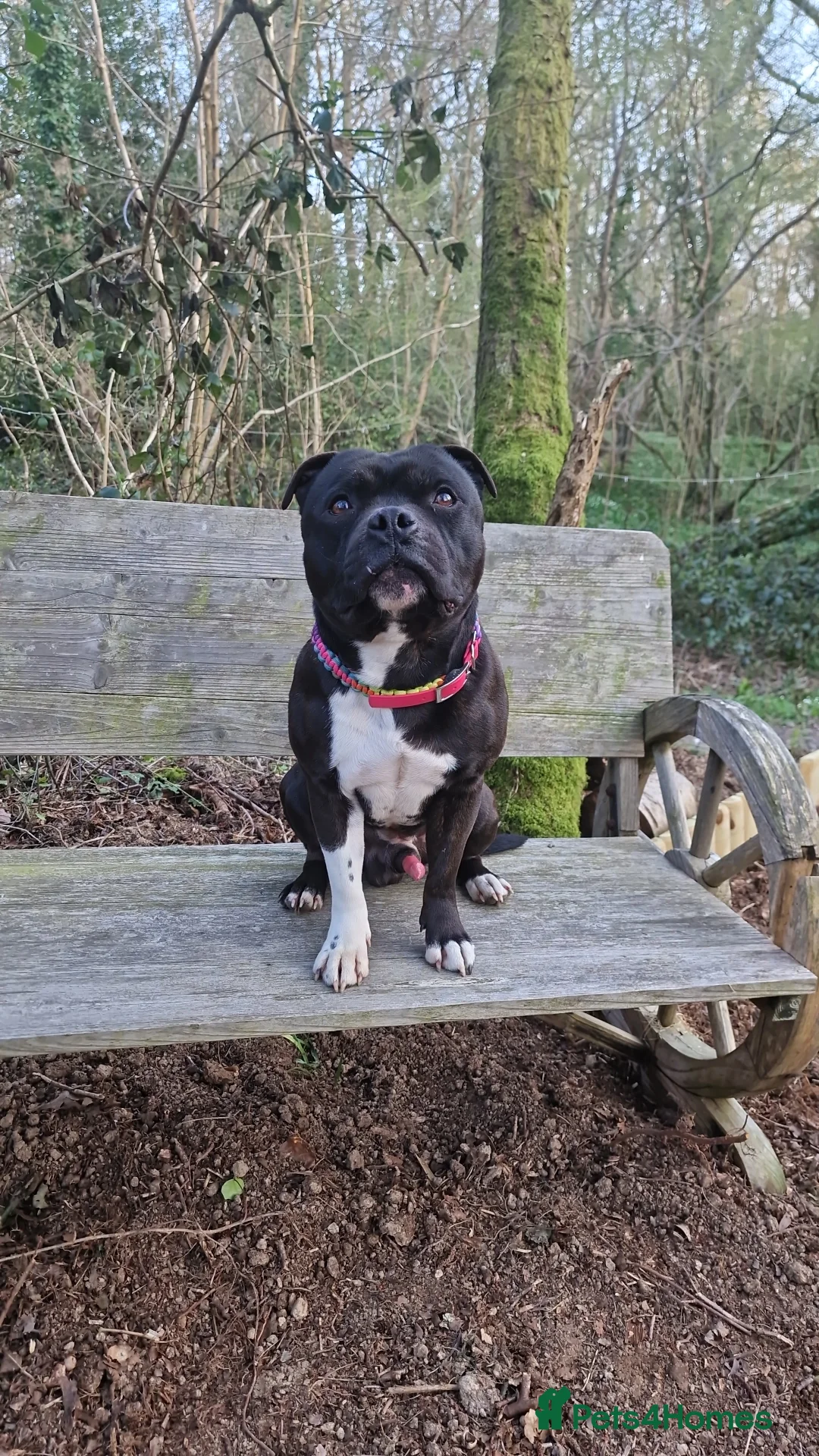 Staffordshire Bull Terrier dogs for stud: Are You Looking For Good Temperament And Quality?  in Battle - Advert 9