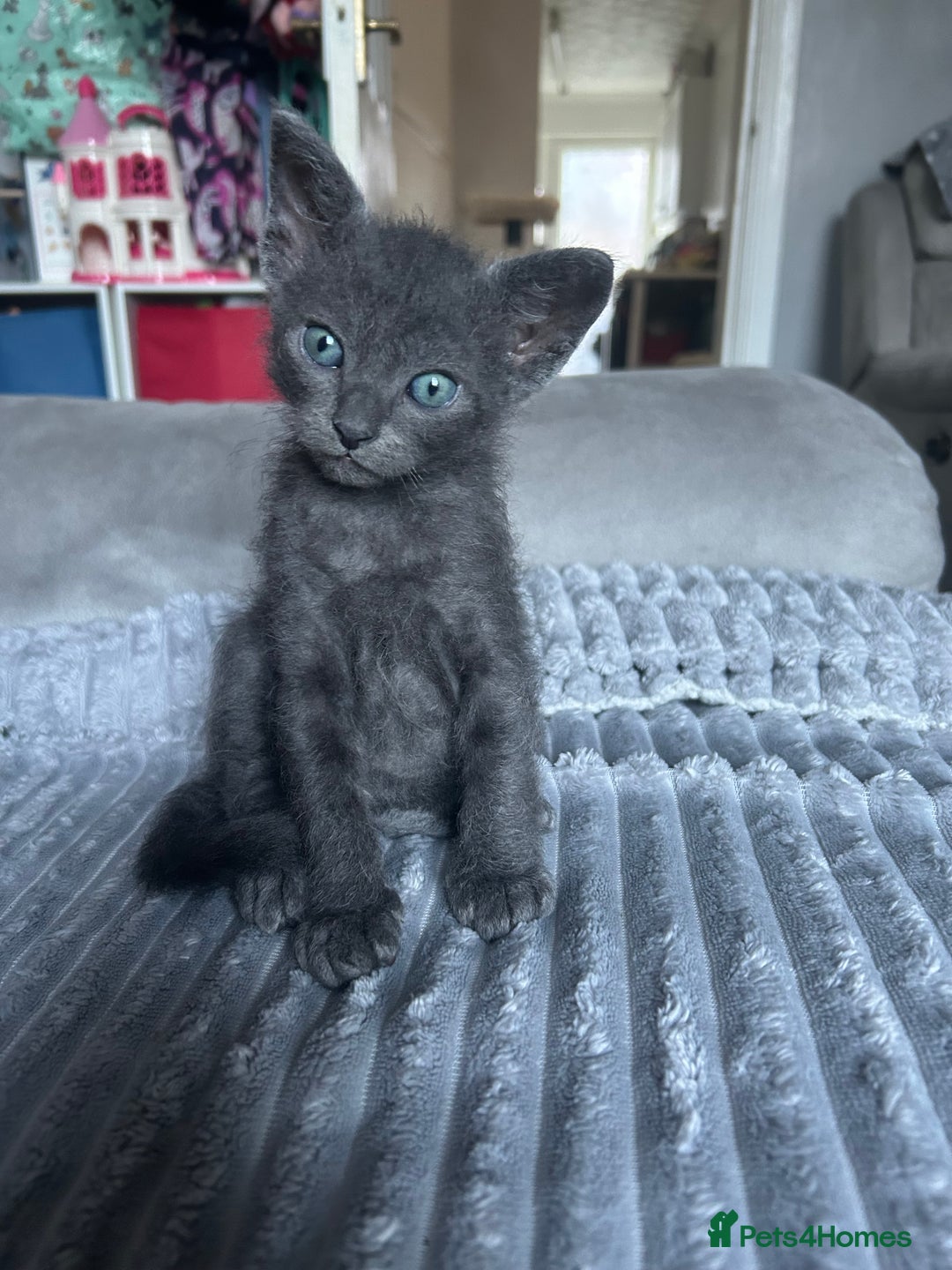 Mixed Breed cats for sale: 4 Siamese Cross kittens for sale - Image 7