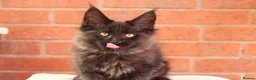 Maine Coon cats for sale: 🐾 WildPawzuk TICA Registered Maine Coon Kittens🐾 - Advert 18
