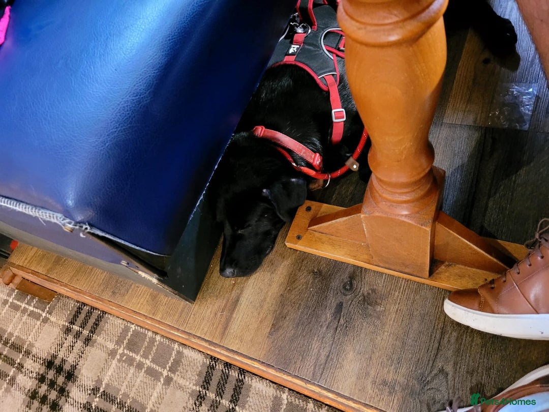 Mixed Breed dogs for sale: Beautiful black male dog  - Image 2