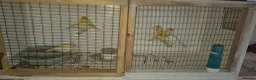 Canaries birds for sale: Mixed canaries in Northwich - Advert 6