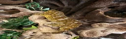 Gecko reptiles for sale: Male Mario Leachie Gecko  - Advert 5