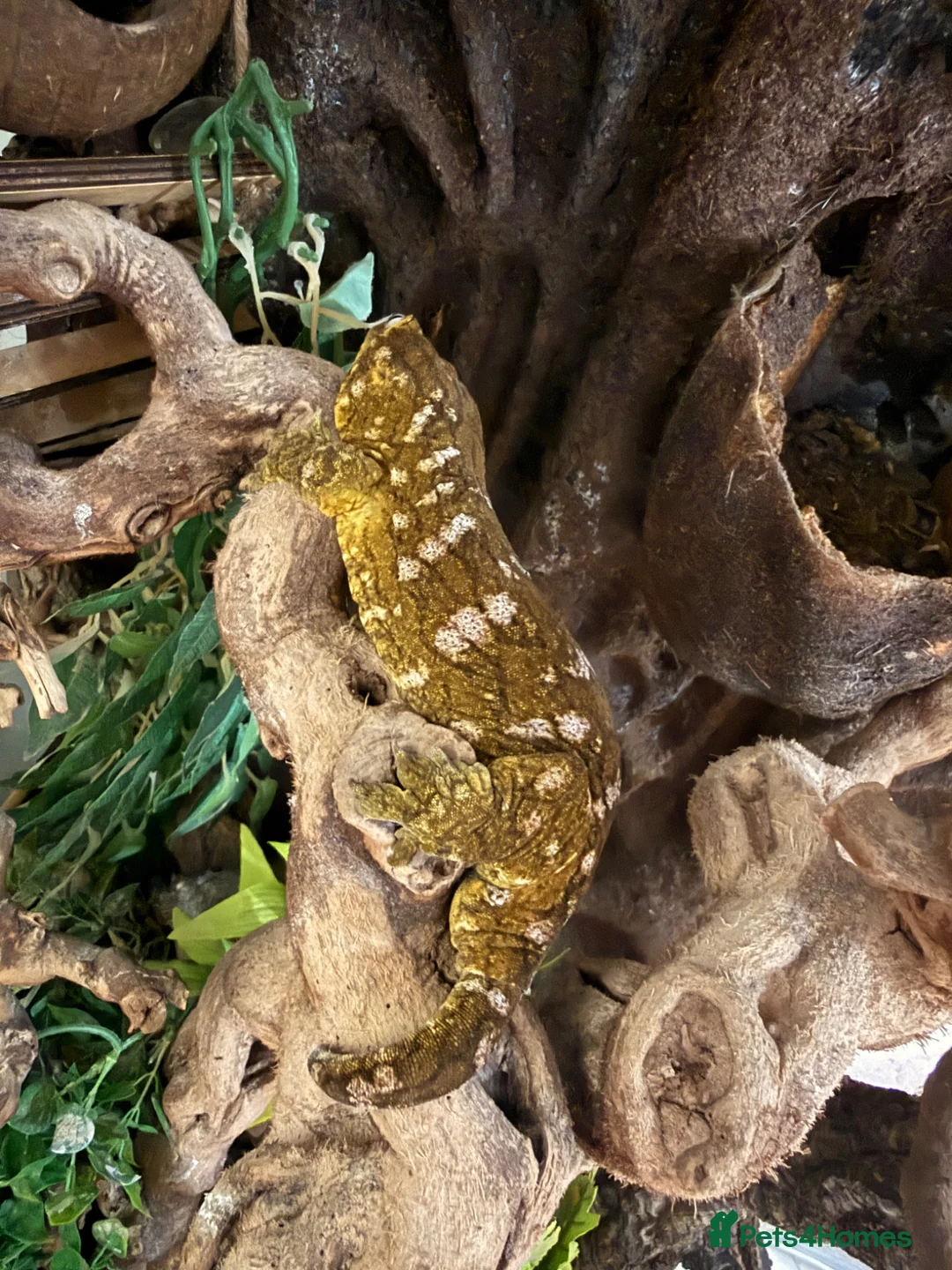 Gecko reptiles for sale: Male Mario Leachie Gecko  - Advert 5