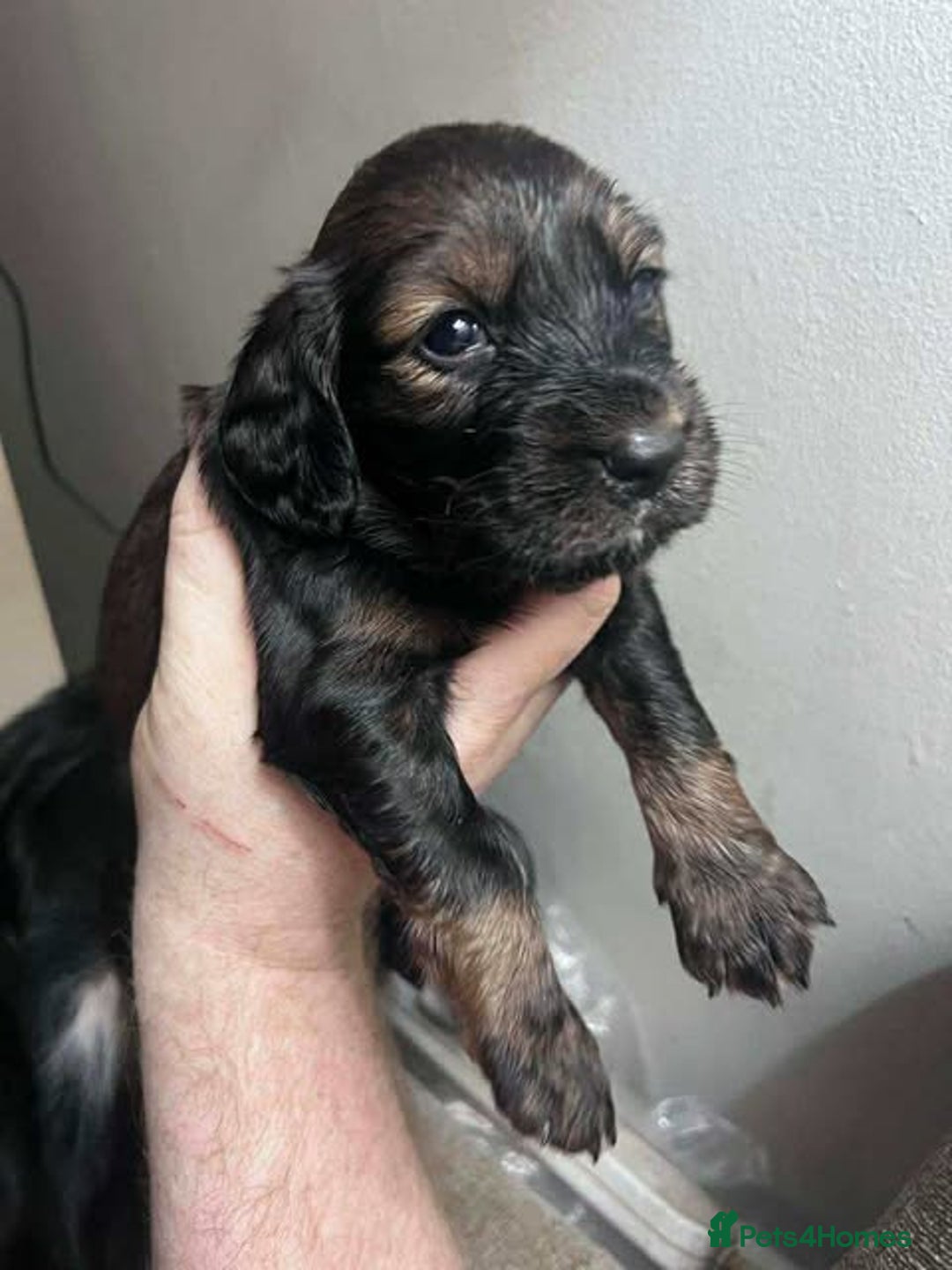 Sprocker dogs for sale: Beautiful Sprocker Puppies Ready 30th December - Advert 21