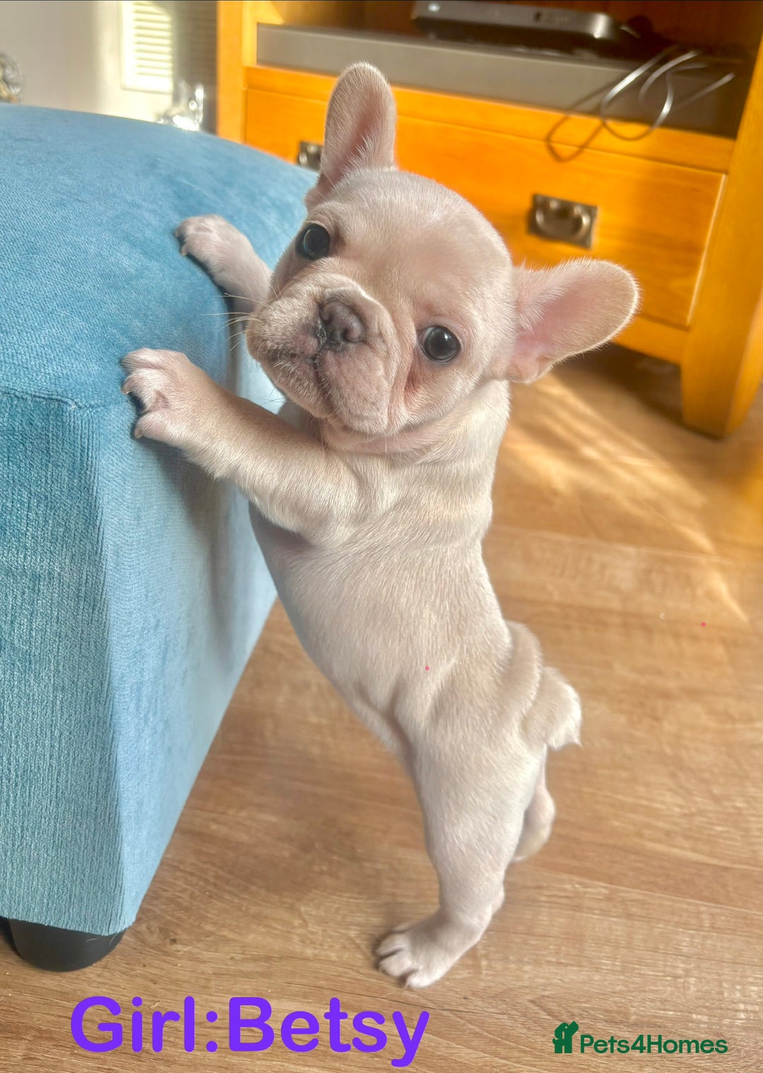 French Bulldog dogs for sale: Only 2 Girls left:French Bull Dog Puppies - Advert 15