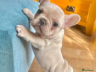 French Bulldog dogs Only 2 Girls left:French Bull Dog Puppies - Advert 12