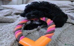 Shihpoo dogs for sale: Toy Poodle x Last Little Girl Ready Now  - Image 5