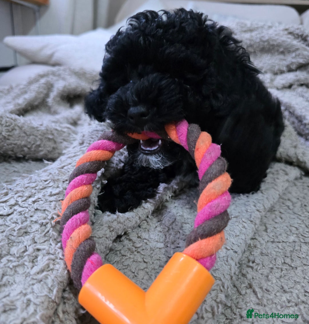 Shihpoo dogs for sale: Toy Poodle x Last Little Girl Ready Now  - Image 5