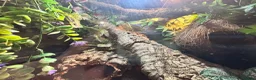 Gecko reptiles for sale: Created gecko  in Portsmouth - Advert 3