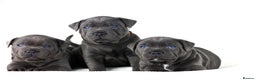 Staffordshire Bull Terrier dogs for sale: 💙KC Staffordshire Bull Terrier puppies 💙 - Advert 20
