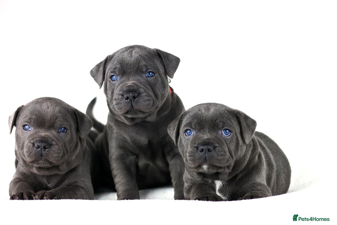 Staffordshire Bull Terrier dogs for sale: 💙KC Staffordshire Bull Terrier puppies 💙 - Advert 20