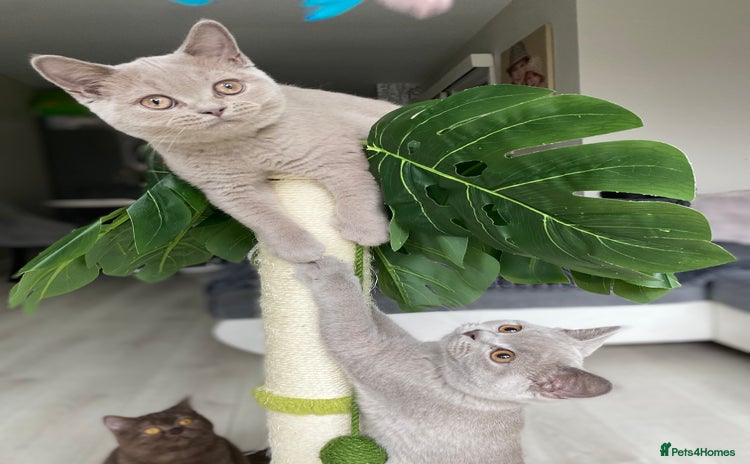 British Shorthair cats - Advert 7