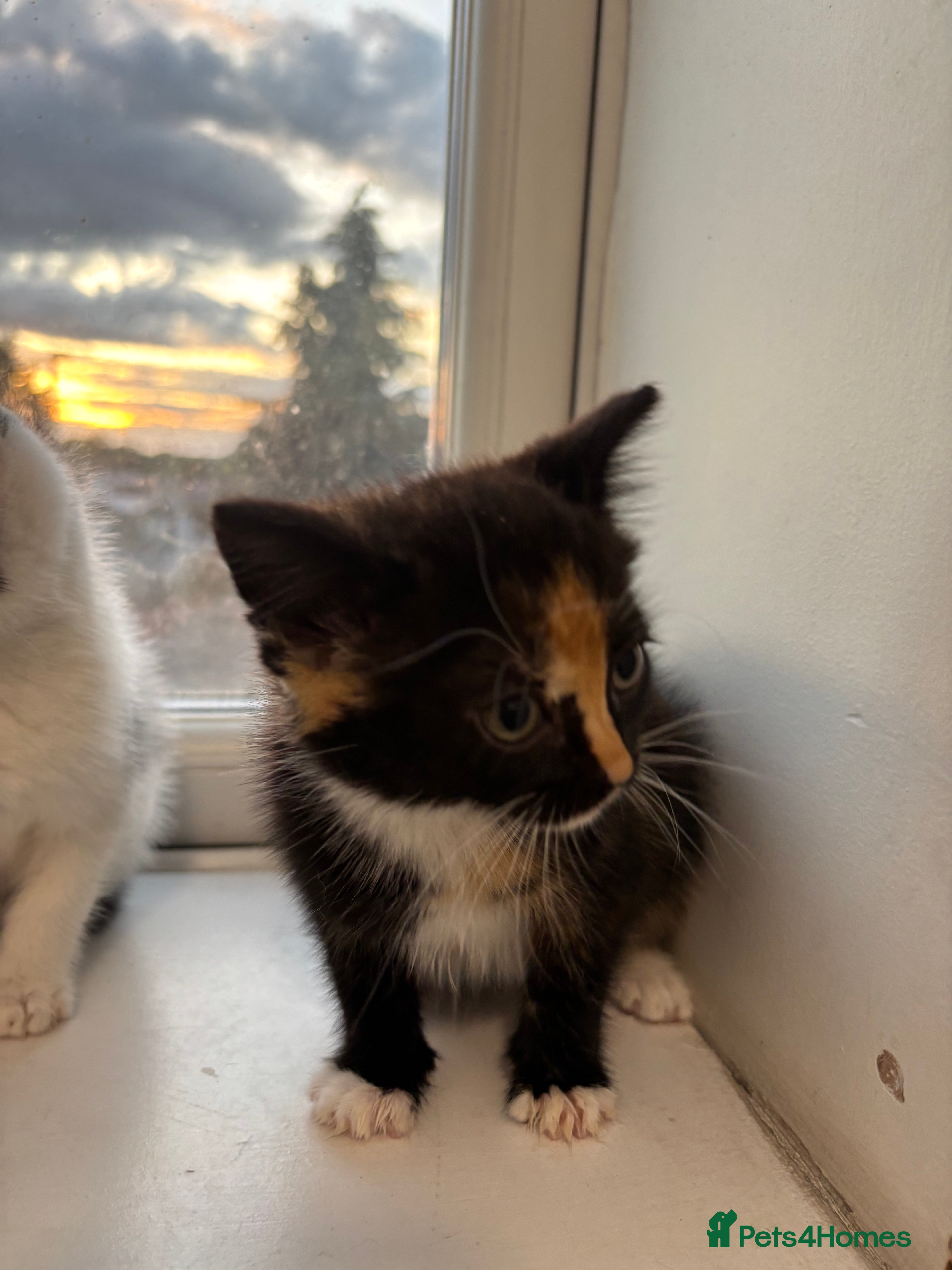 British Shorthair Kitten 4