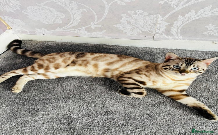 Bengal cats ❄️Pure Gorgeous Snow Minx❄️ - Advert 1