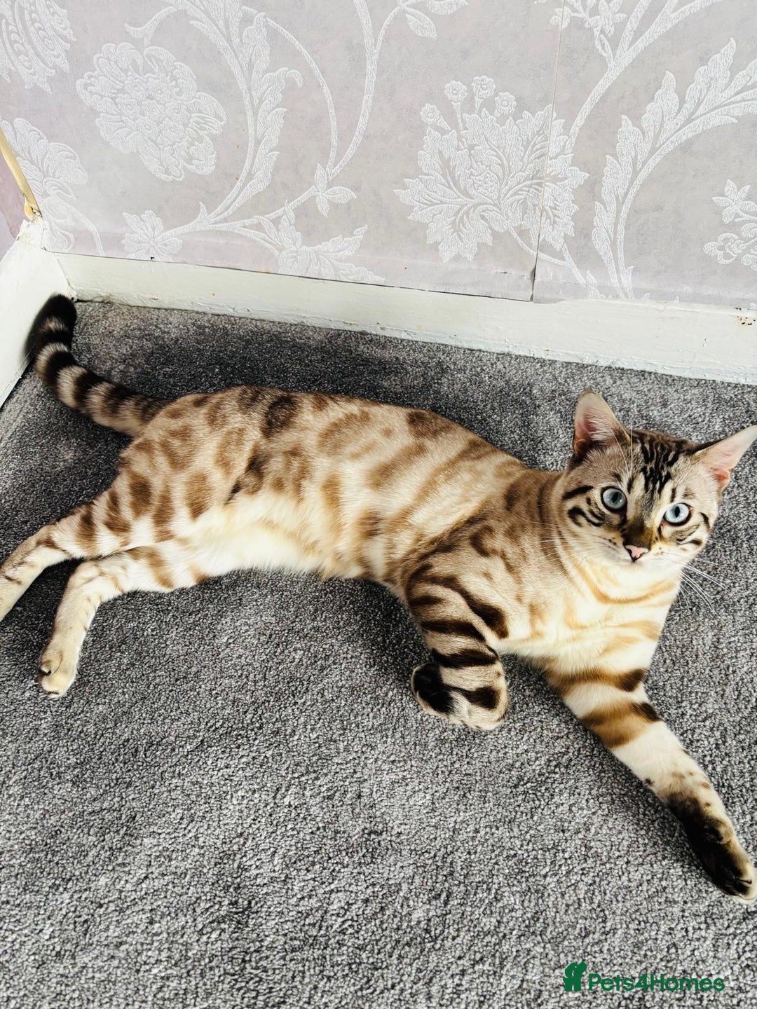 Bengal cats for sale: ❄️Pure Gorgeous Snow Minx❄️ - Advert 1