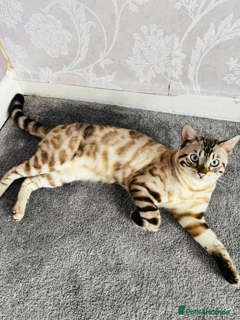 Bengal cats ❄️Pure Gorgeous Snow Minx❄️ - Advert 1
