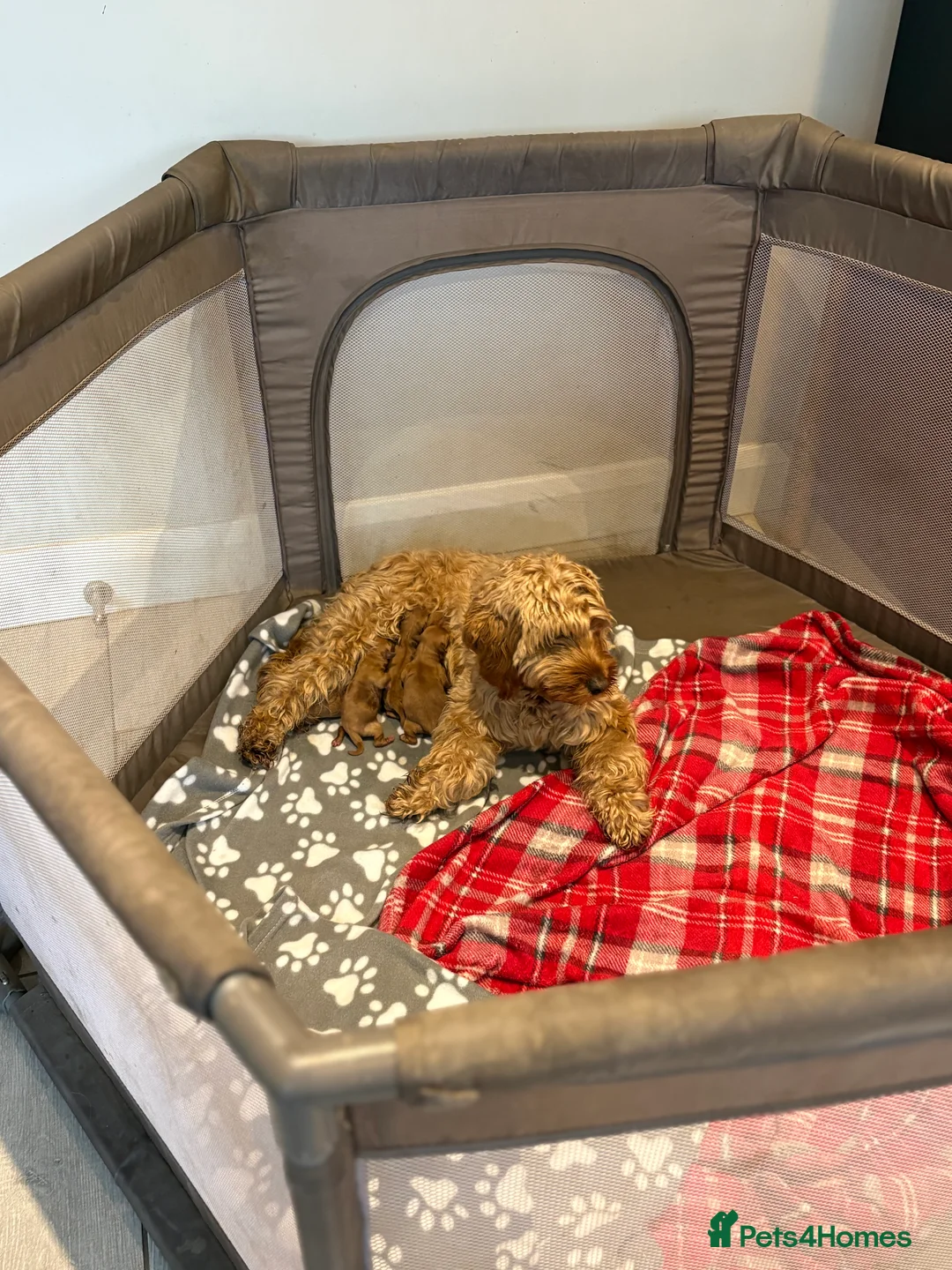 Cockapoo dogs for sale: Beautiful miniature F1B cockapoo  - Advert 11