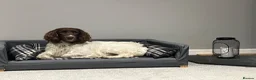 English Springer Spaniel dogs for sale: KC register springer spaniel puppies - Advert 7
