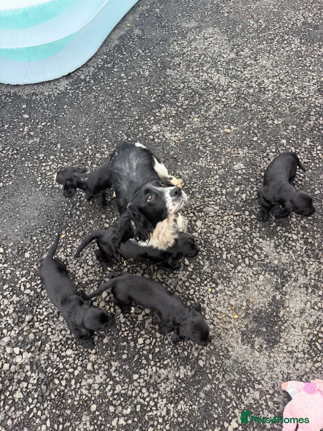 Cocker Spaniel dogs for sale: Cocker spaniels  - Advert 1