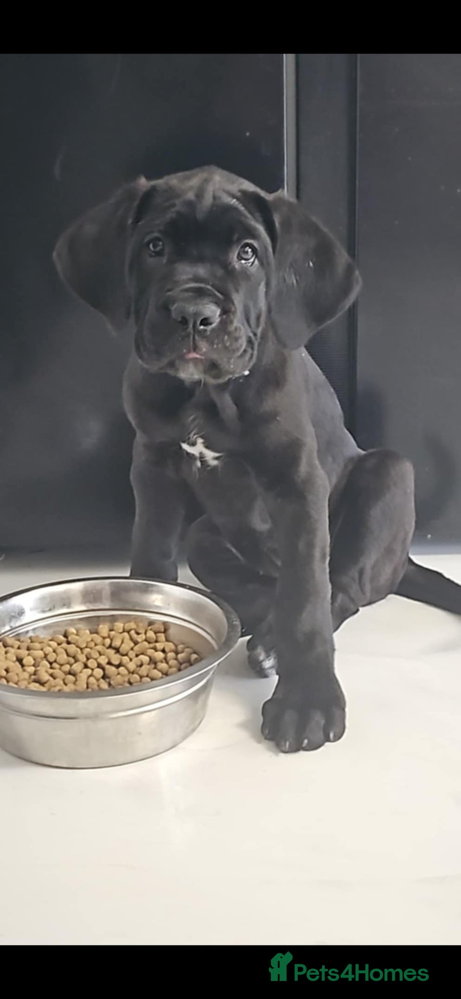 Cane Corso dogs Chunky cane corso pups 2 females left - Advert 1