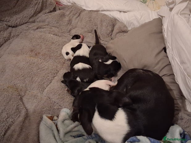 Chihuahua dogs - Advert 6