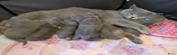 British Shorthair cats for sale: Purebred British Shorthair Kittens - Advert 11